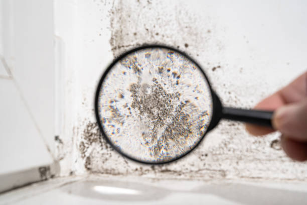 Wilmer, TX Mold Prevention & Removal  Company